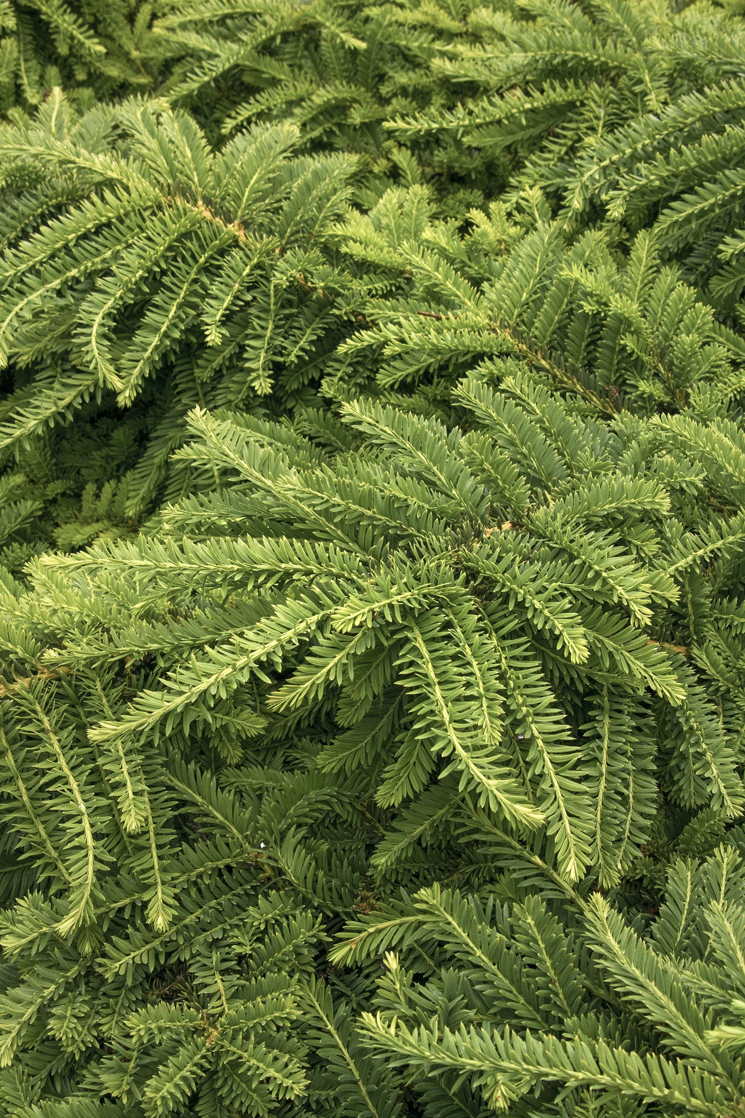 Taxus emerald spreader.jpg