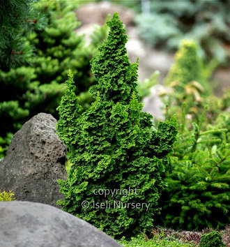 thuja primo.jpg