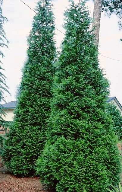 thuja+green+giant.jpg
