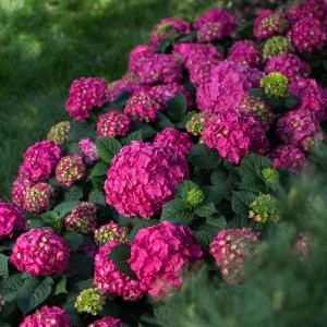 summer crush hydrangea.jpg