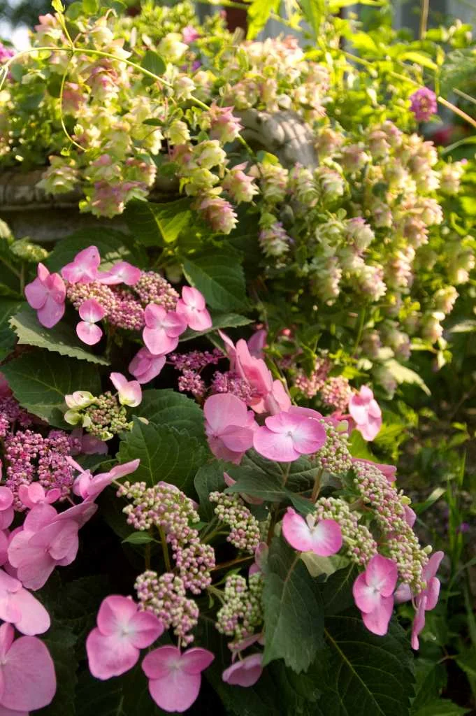 Hydrangea Endless Summer Twist n' Shout.jpg