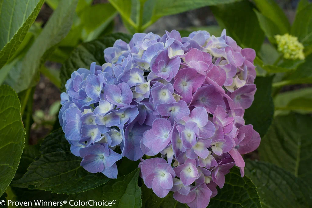 Let S Dance Hydrangeas Sunnyside Nursery