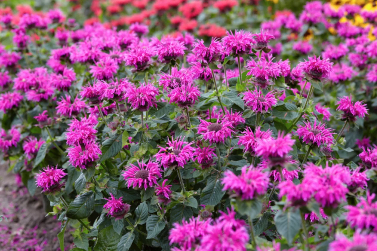 Bee You Monarda.jpg