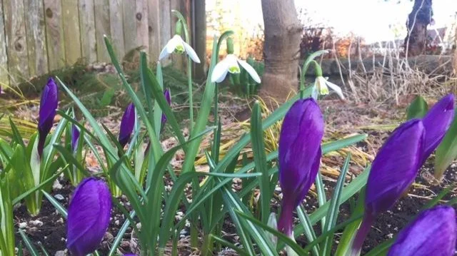 spring+bulbs+popping+up+in+steve_s+yard.jpg