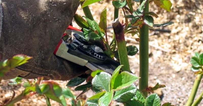 Pruning roses.jpg