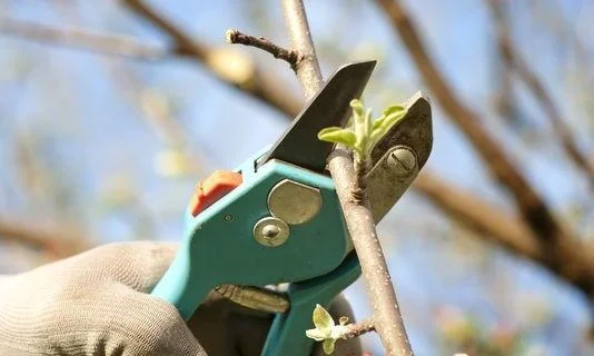 pruning.jpg