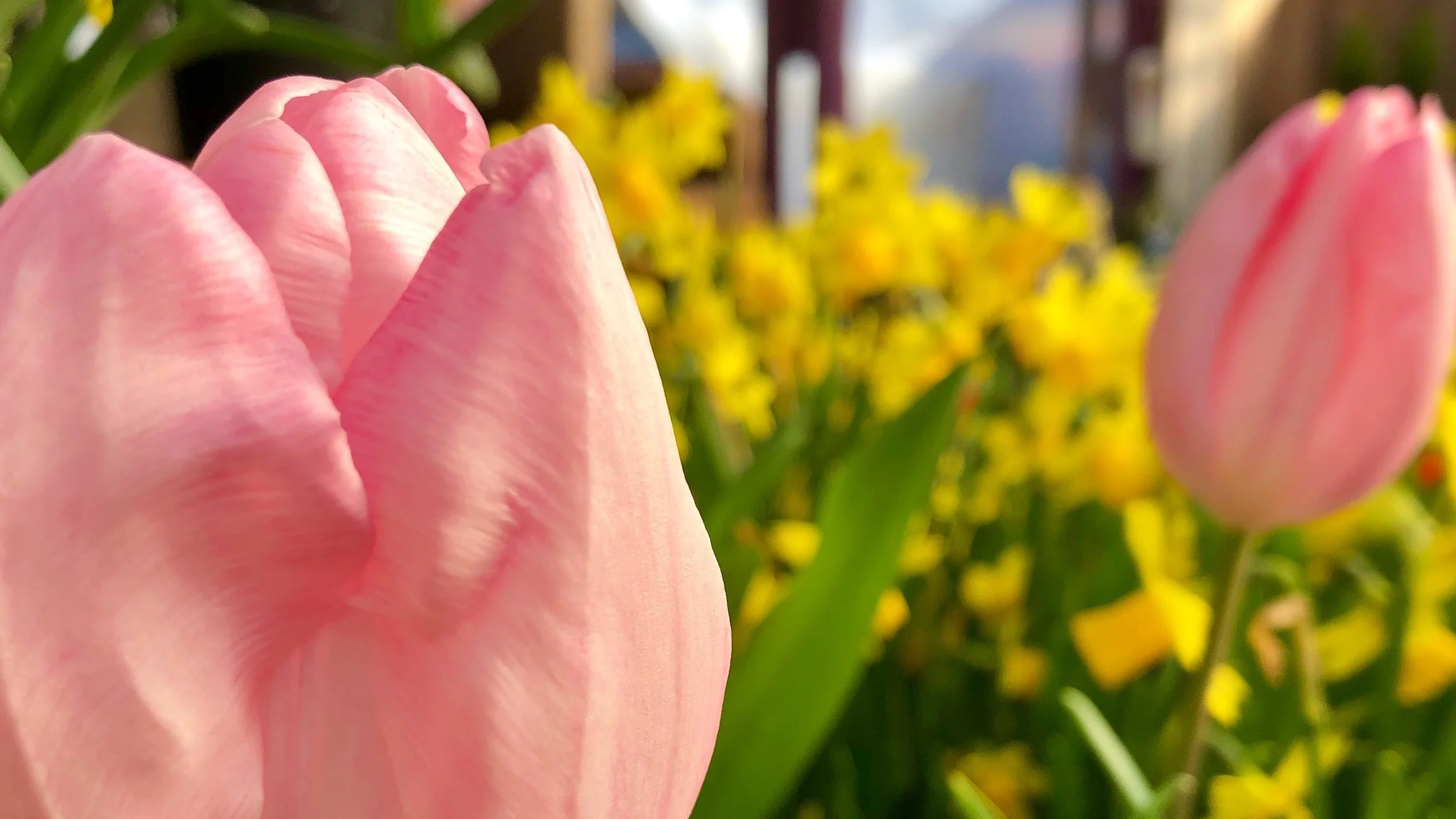 Tulip.jpg