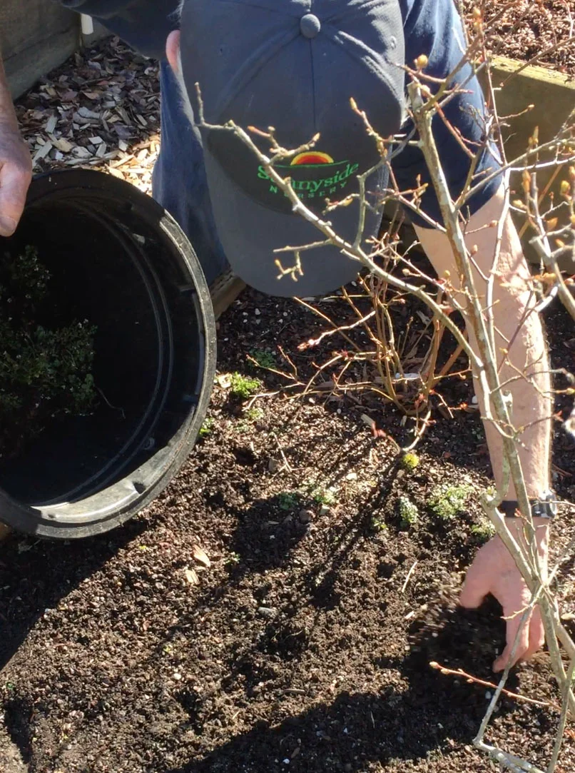Steve weeding veg beds.jpg