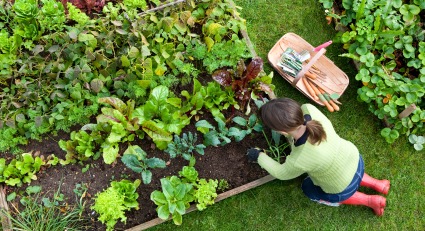organic-vegetable-garden.jpg