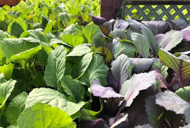 veggie starts.jpg