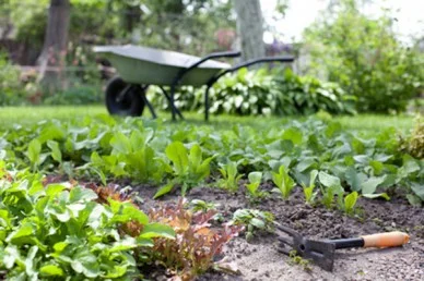 Spring veg gardening.jpg