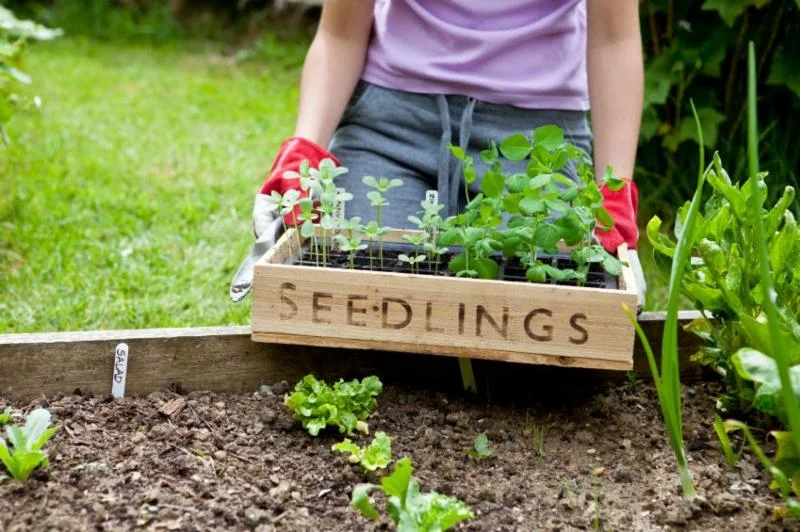 spring planting.jpg