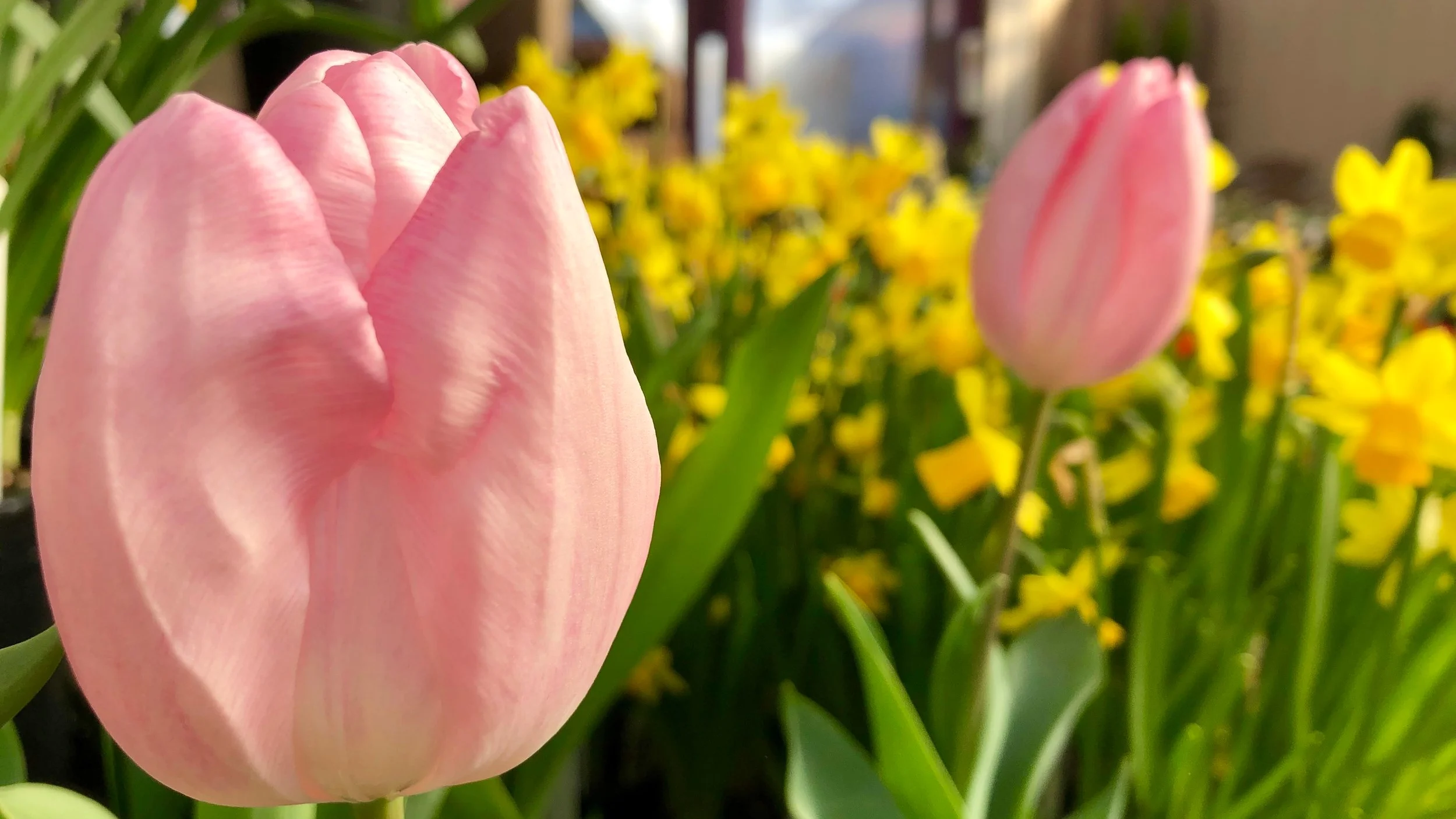 Spring Is Awesome