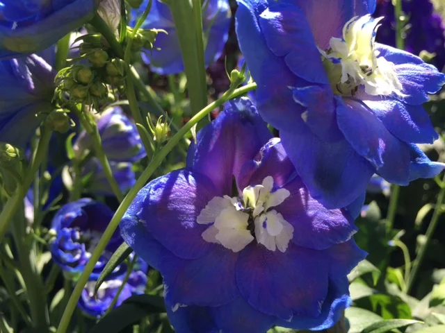 Delphiniums.jpg