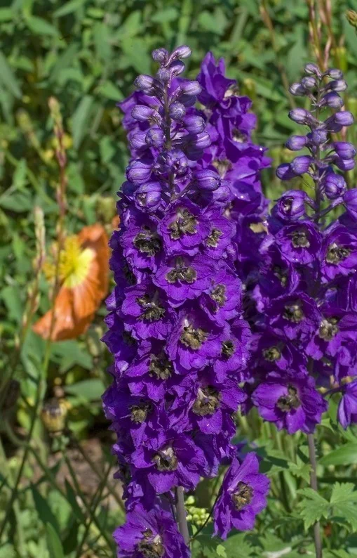 black knight delphinium2.jpg