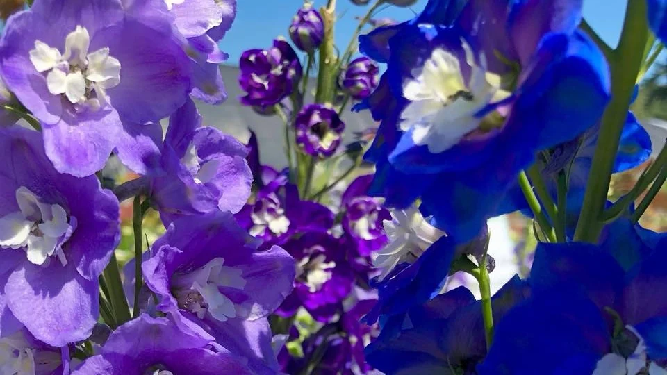 It's Time For Delphiniums