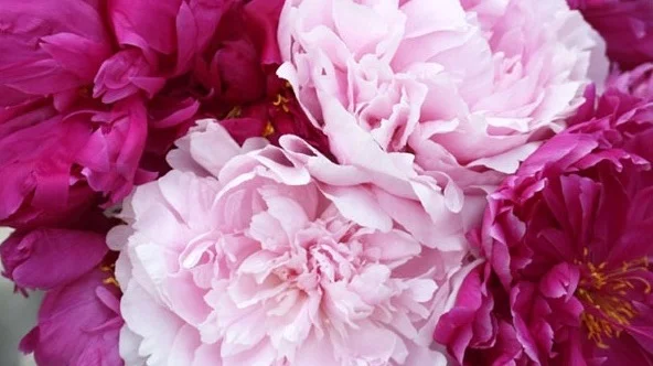 peonies2.jpg