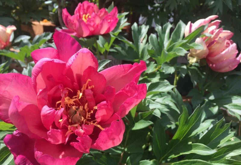 Peonies2-2.jpg