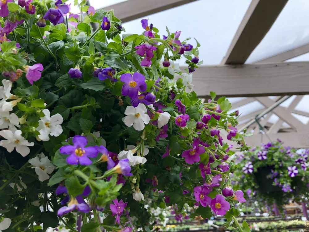 Hanging Baskets — Sunnyside Nursery