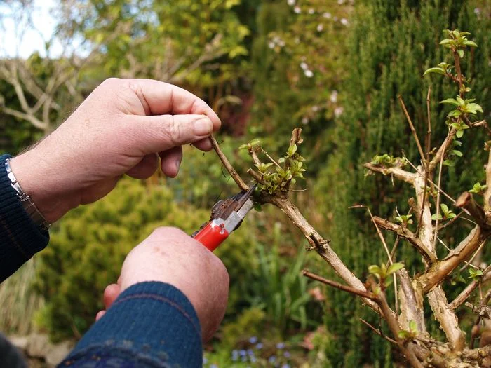 Pruning Forsythia.jpg