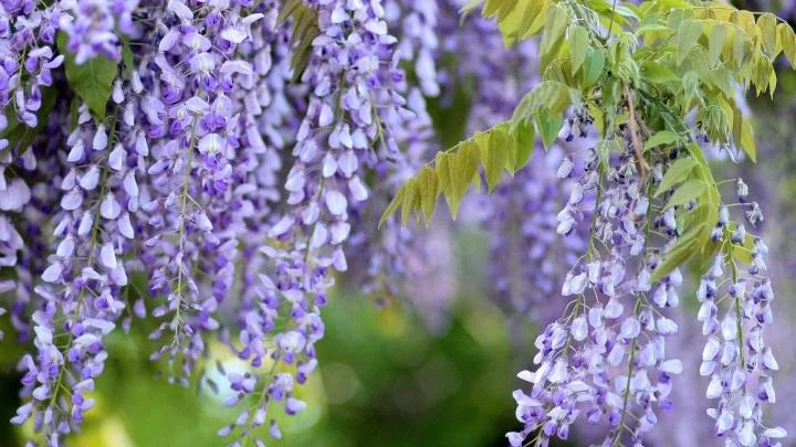 wisteria2.jpg