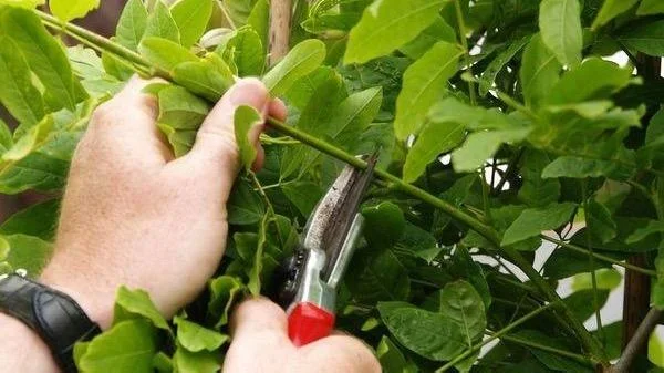 Pruning Wisteria.jpg
