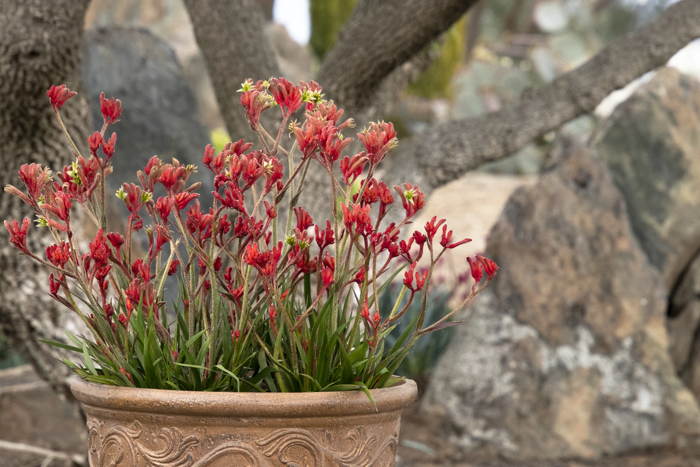 Kangaroo Paw.jpg