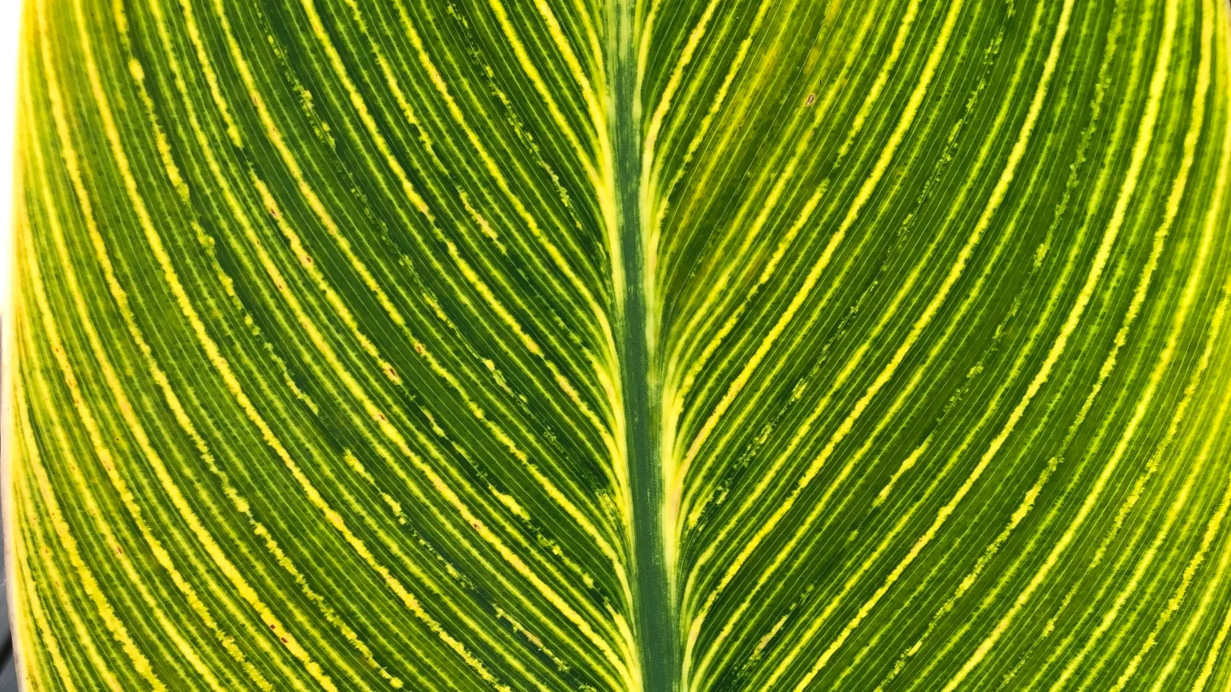 Canna+in+Steve%27s+yard+up+close.jpg
