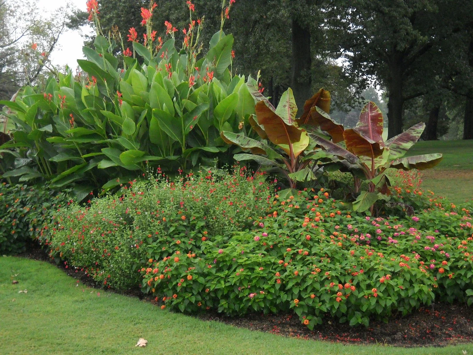 Cannas in landscape.jpg