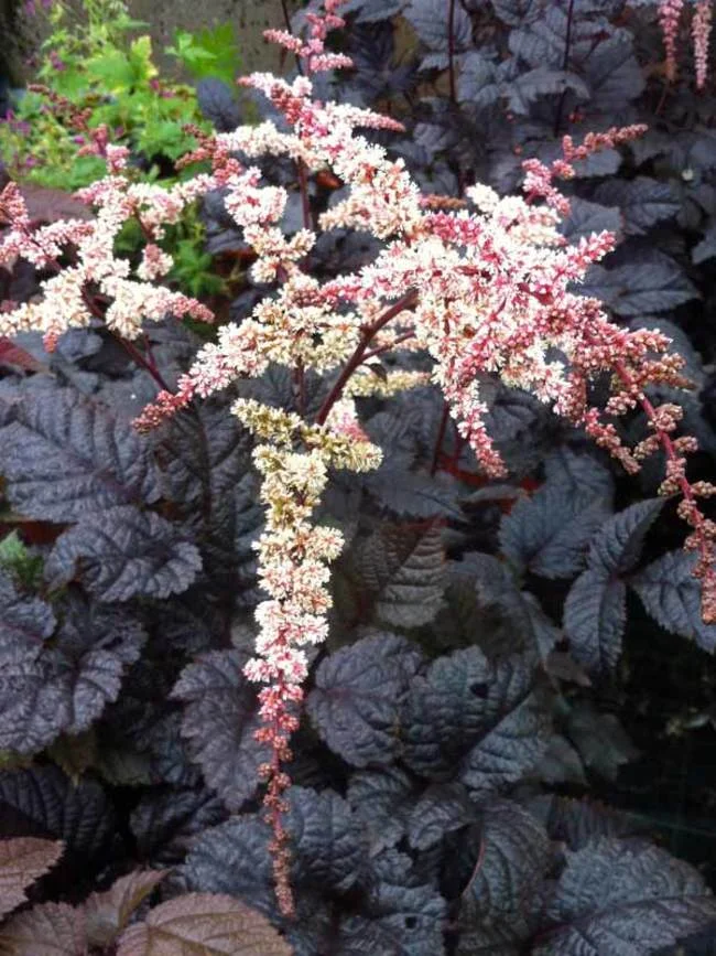 Astilbe Chocolate Shogun.jpg