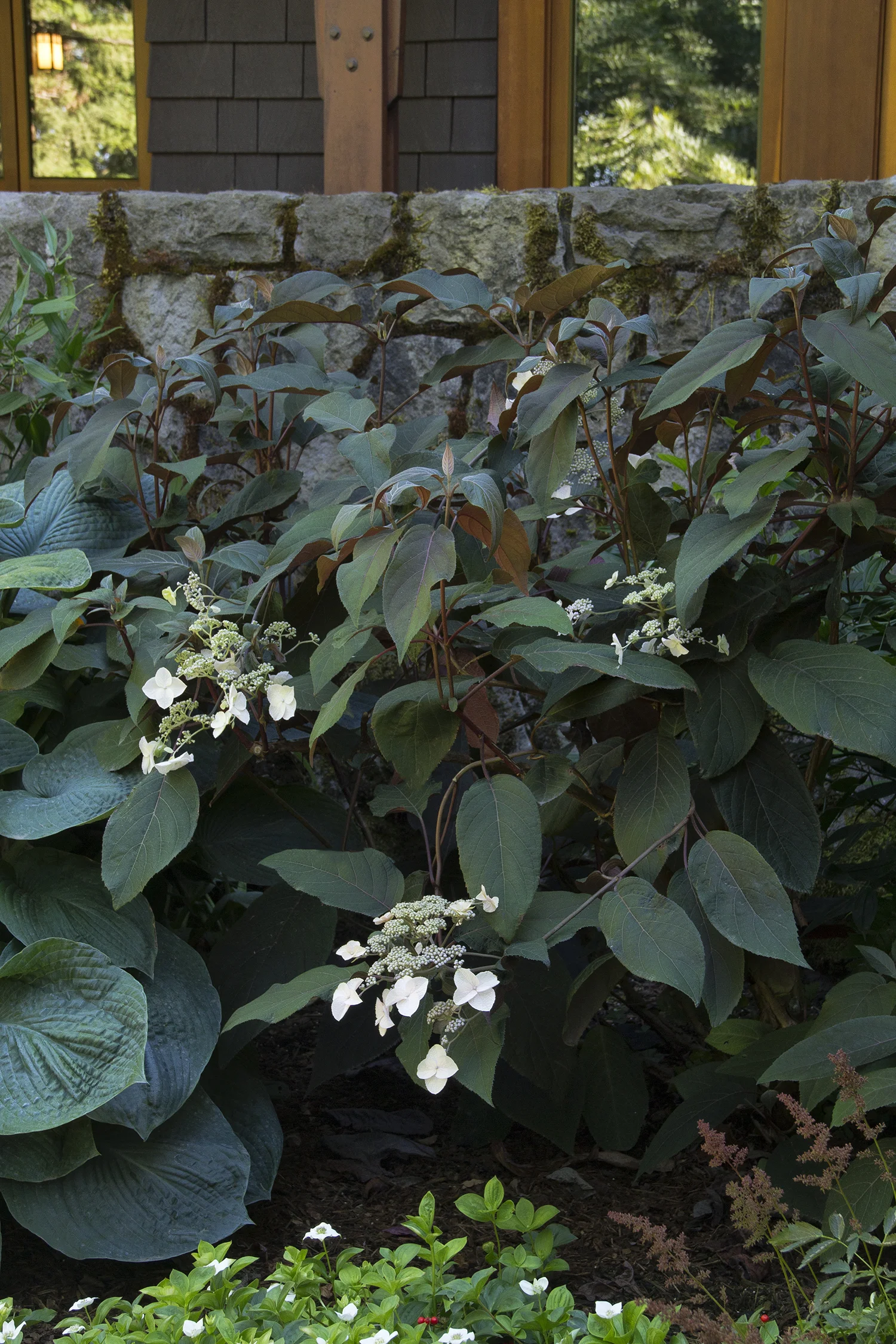 Hydrangea Plum Passion.jpg