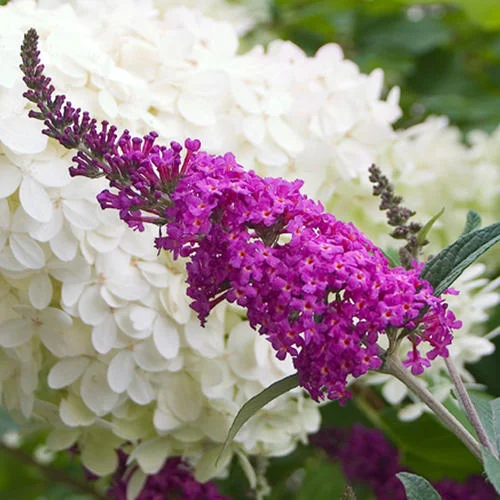 Butterfly Bush.jpg