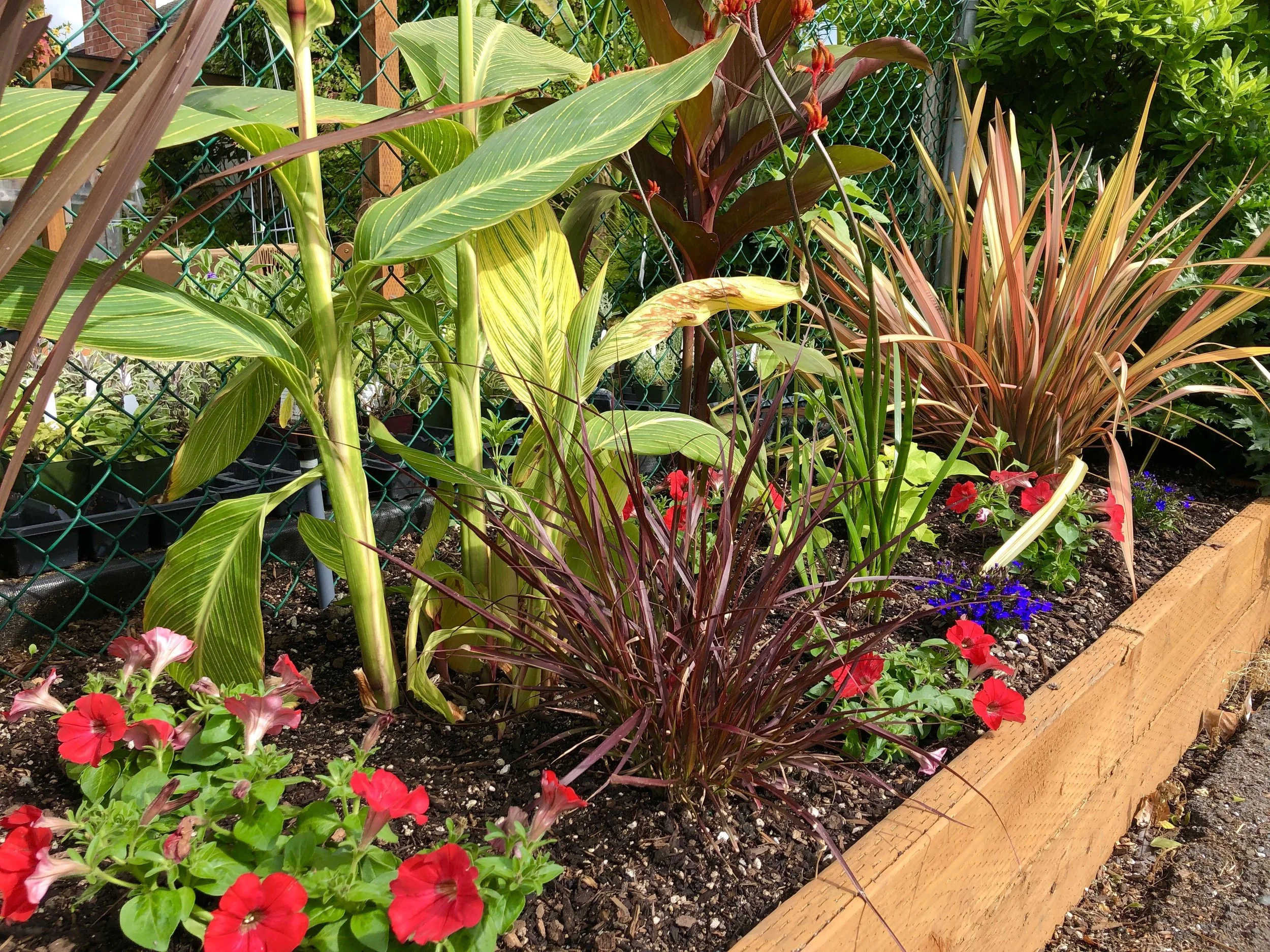 Front tropical border-1.jpg