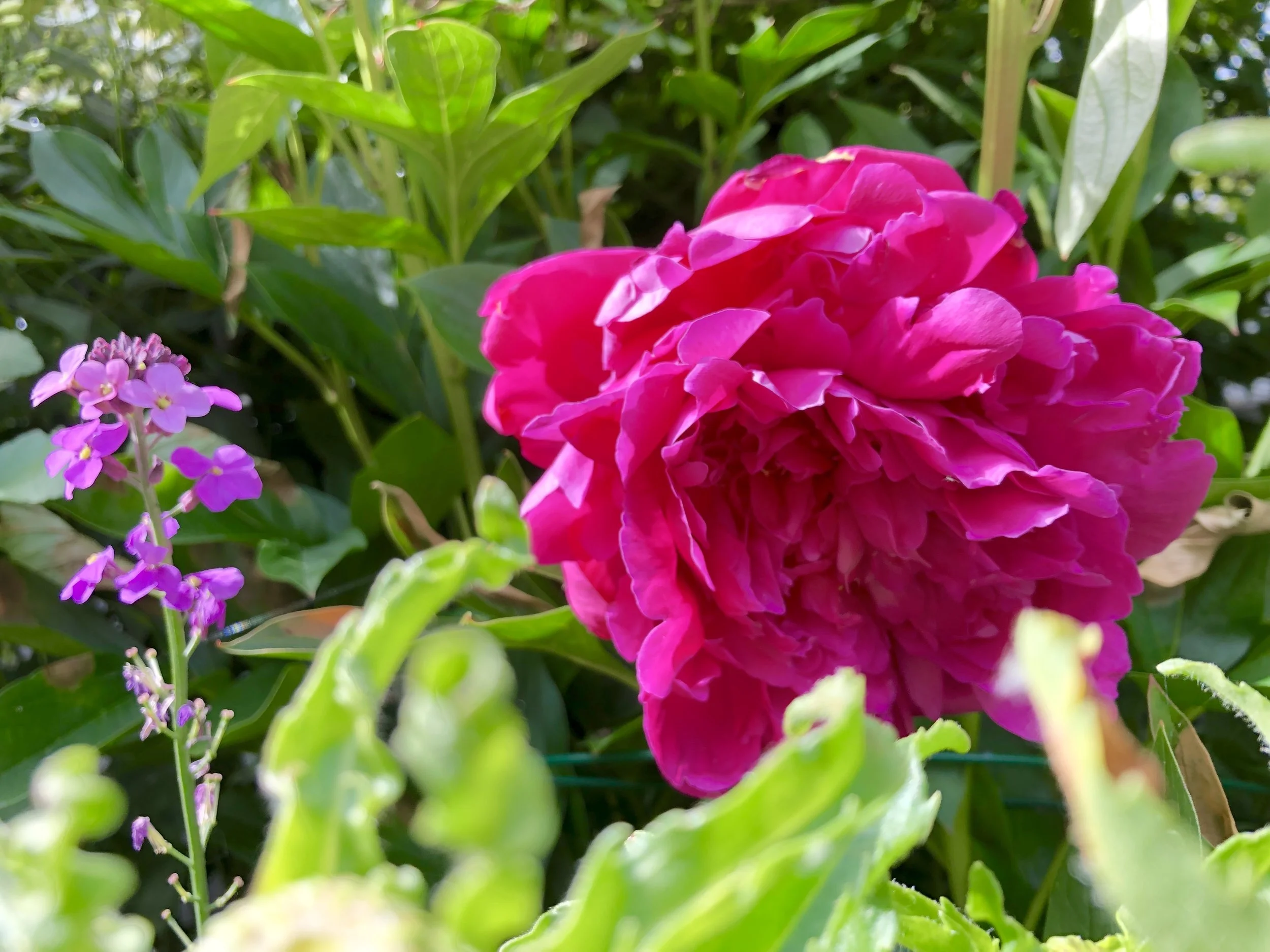 Peony from steve's yard.JPG
