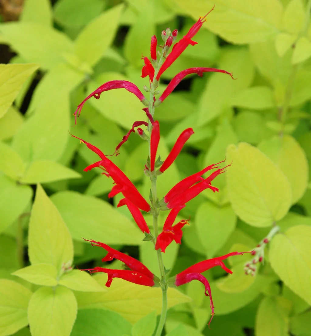Golden Delicious Pineapple Sage.jpg