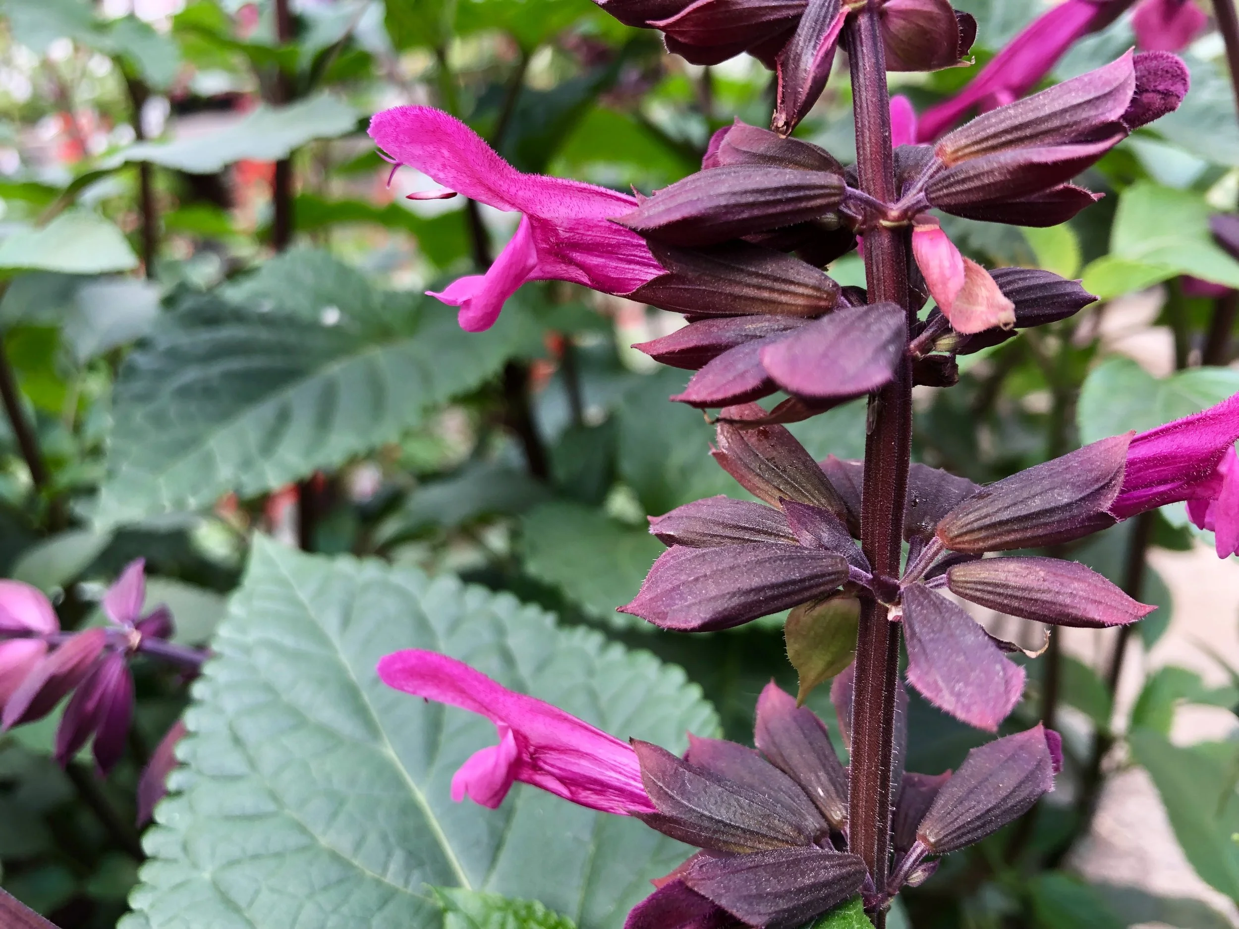 Rockin' Fuchsia Salvia.JPG