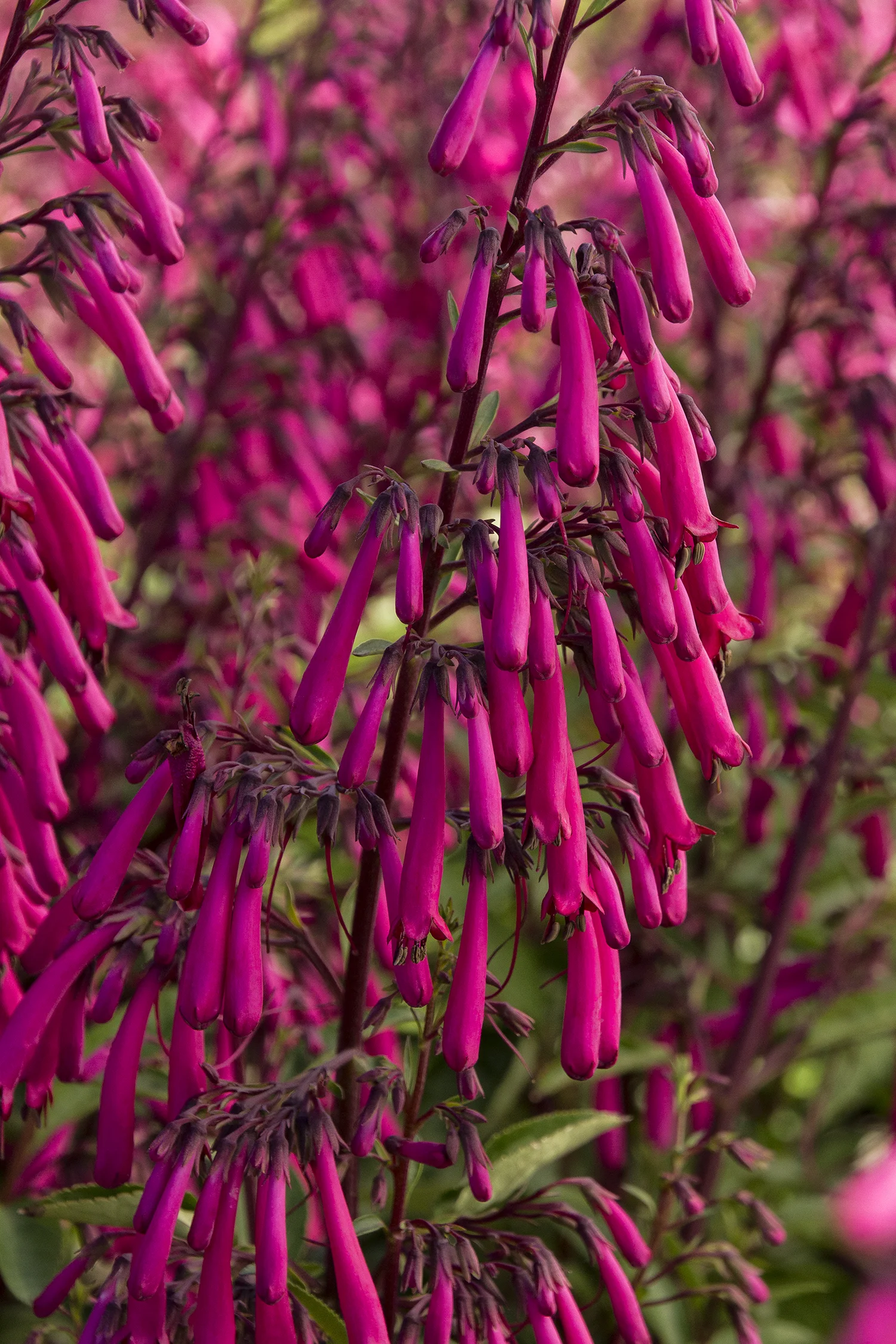 Cape Fuchsia.jpg