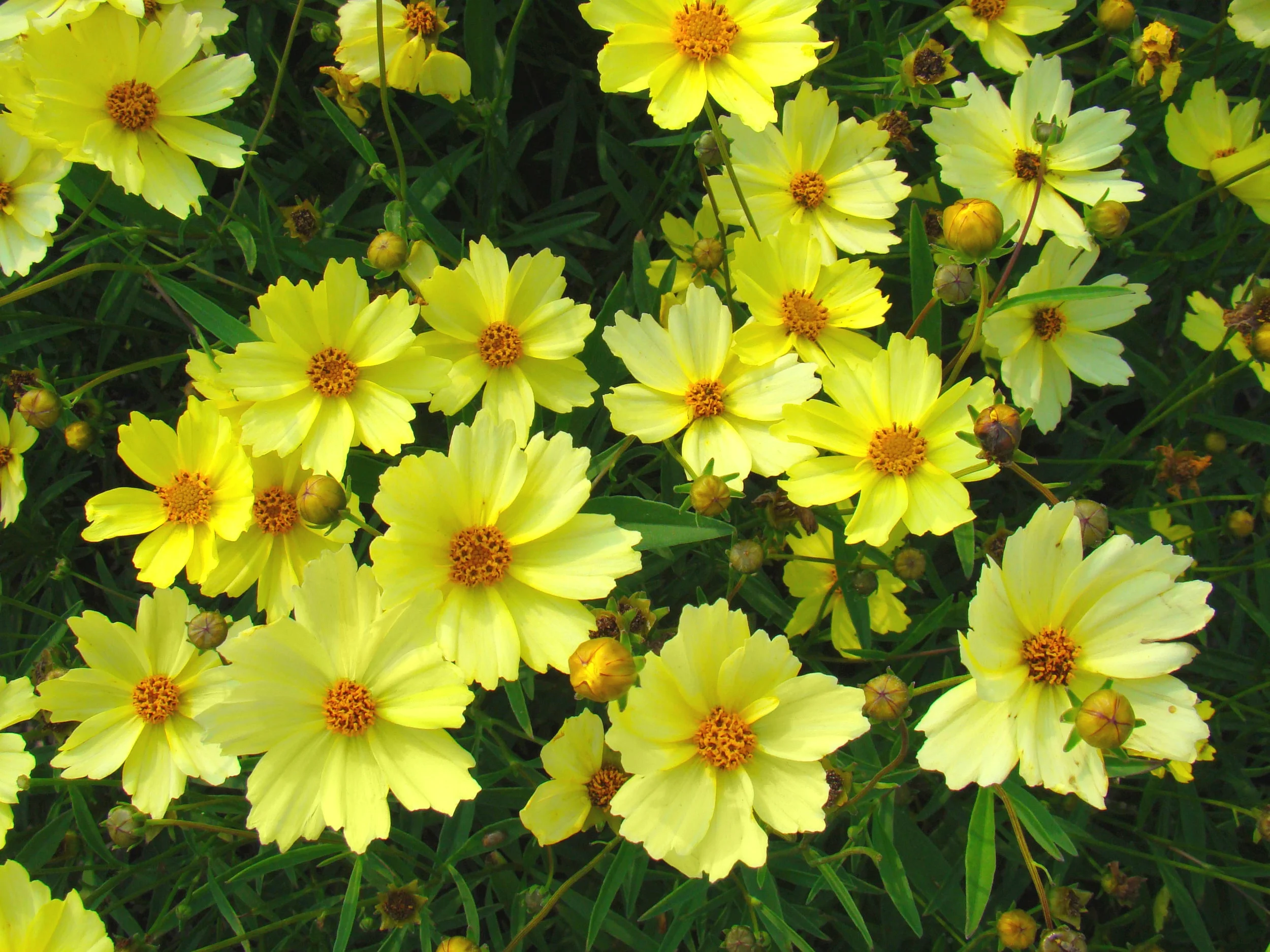 Coreopsis.jpg