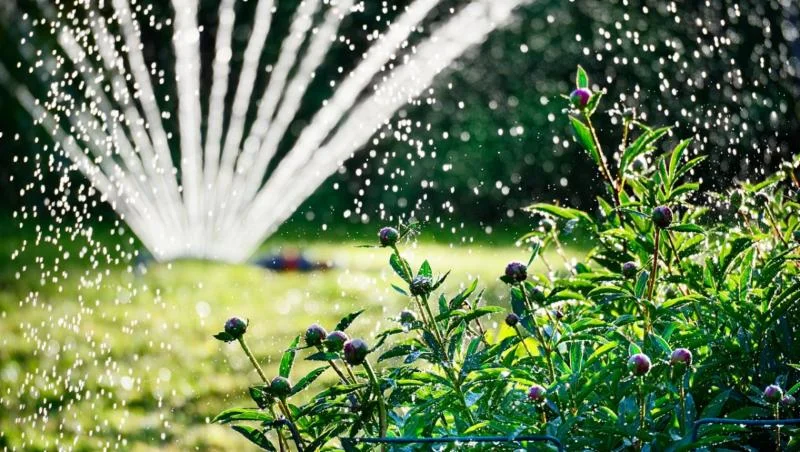 Watering.jpg