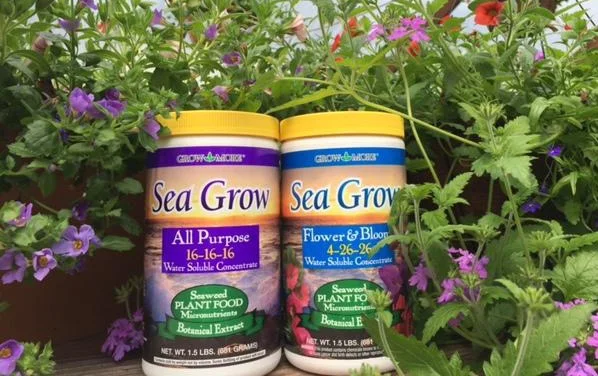 Sea grow snd hanging baskets.jpg