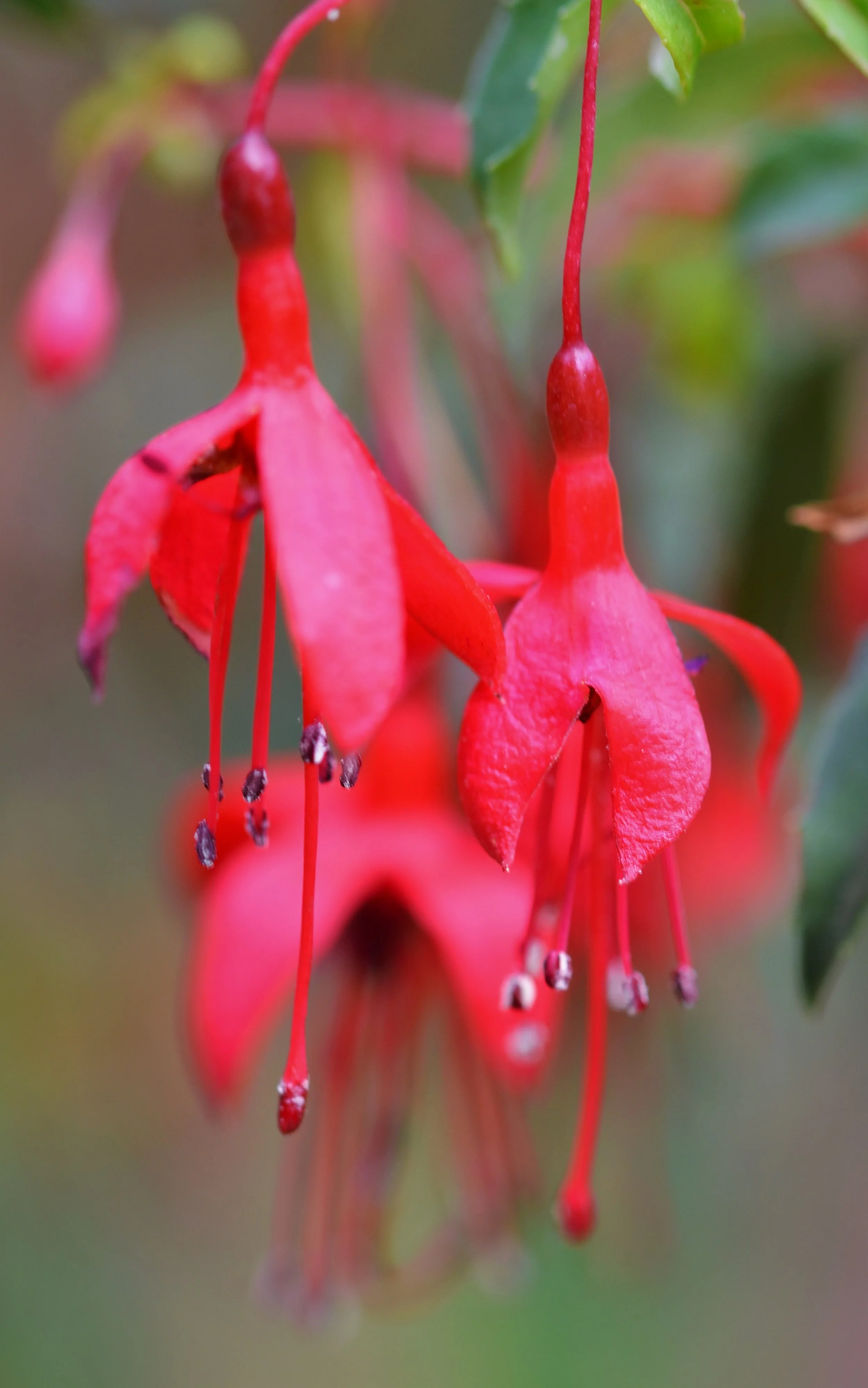 Fuchsia magellanica 'Riccartonii'.jpg