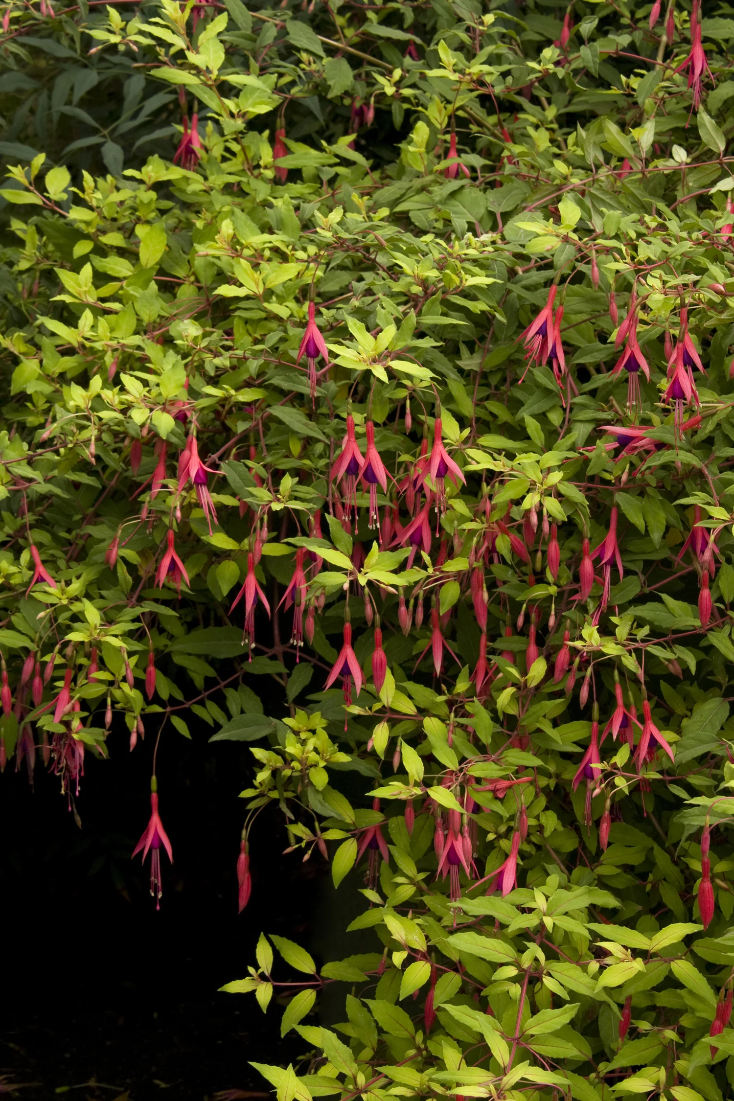 hardy fuchsia - Monrovia.jpg