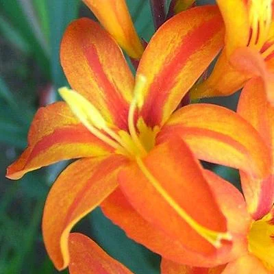 Crocosmia Adrianna.jpg