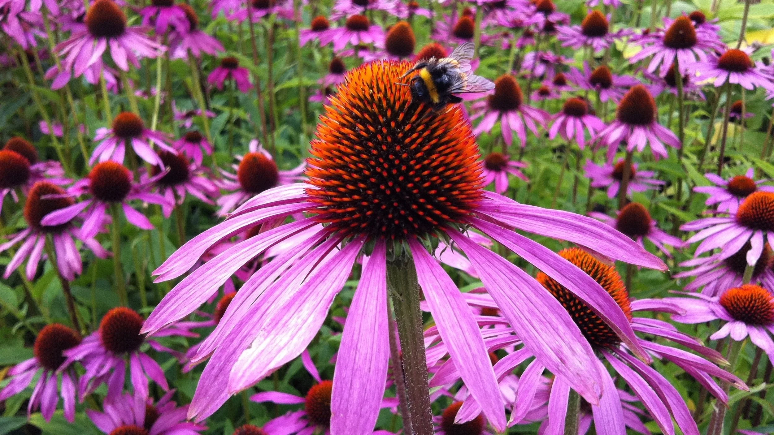 Purple+echinacea+w%3Abee.jpg