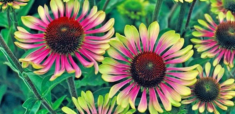 green+twister+echinacea.jpg