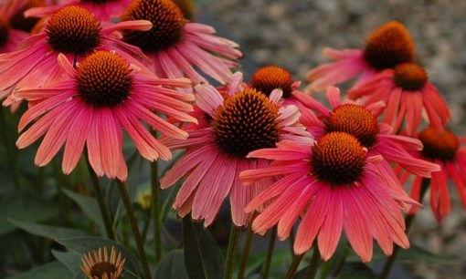Echinacea+Mama+Mia.jpg