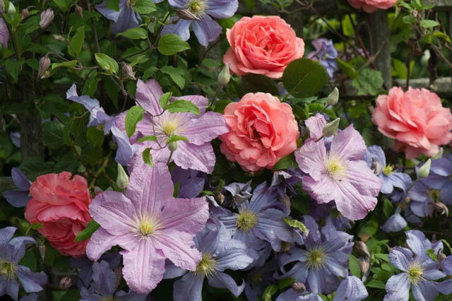 rose and clematis combo.jpg