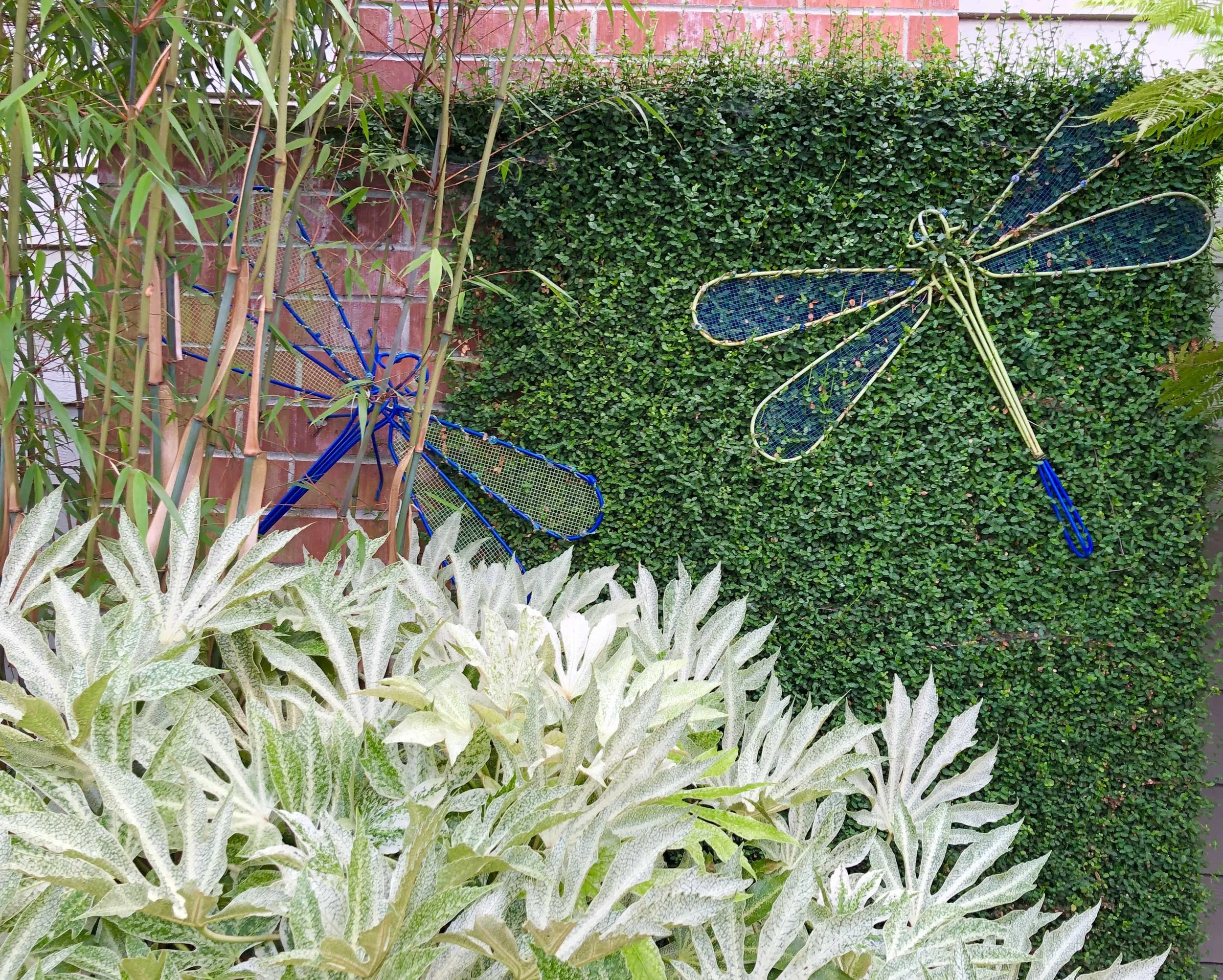 Euonymus fortunei Kewensis.jpg