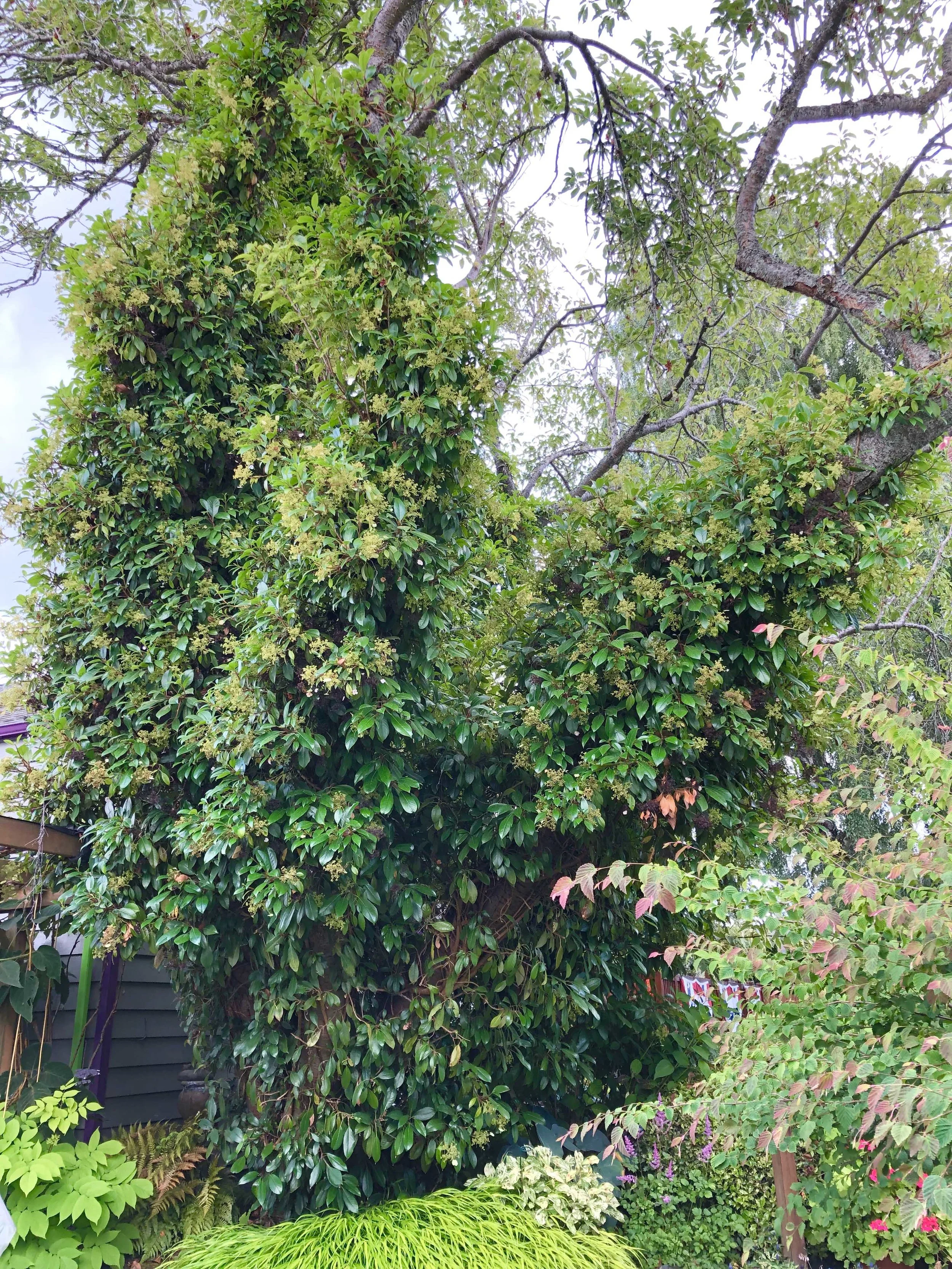 Steve's evergreen hydrangea climbing tree.jpg