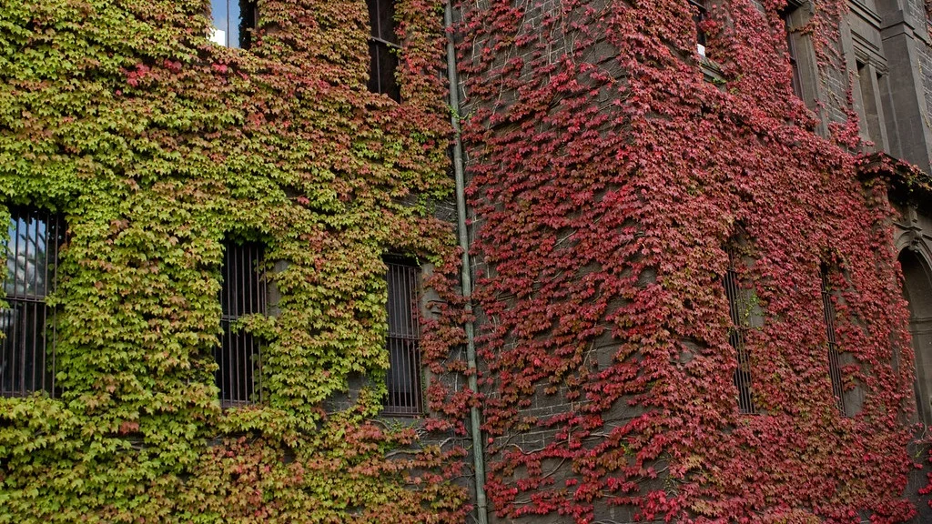 Boston+Ivy.jpg